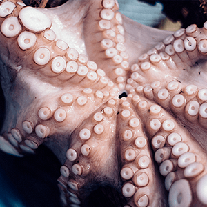 pulpo